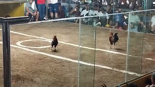 5k Sweater Win - 3 stag/cock combo derby