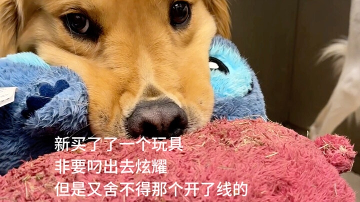 Đại sợ gì cơ? Tôi nhất định sẽ lấy hai con #GoldenRetriever #TíChó #ThiênTânTíChó