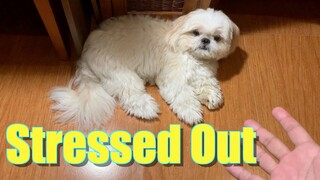 My Dog Got Stressed Out | Cute & Funny Shih Tzu Dog Video