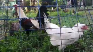 Parents of my kanawayon stag father perfection grey x kanawayon hen