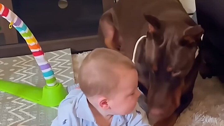 【Anjing Melindungi Bayi Menggemaskan】Kumpulan Momen Menghangatkan Hati 🐶👶