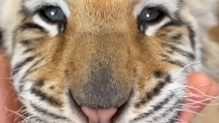 Harimau kecil yang manis