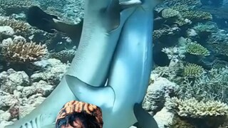 main gaya hiu new unlocks#zaintemanime #reaction #reactionvideo #diving #laut #jawa #wongjowo #fyp