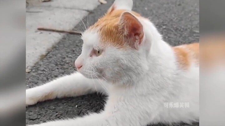 Kehidupan kampus Senior Miao Miao: Murid angkatan ini susah banget diatur!