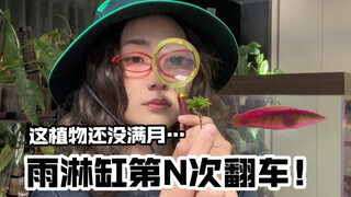 你这植物 不拿放大镜根本看不见