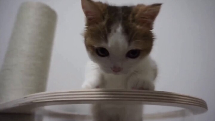 [Bangbang] A must-see for macho men, come in and get cute hits!