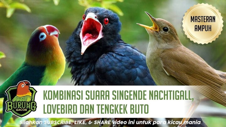 Masteran Burung Ampuh Kombinasi Suara Singende Nachtigall Lovebird dan Tengkek Buto