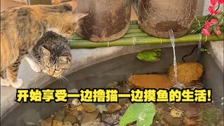 I built an ancient ecological fish pond in the yard for the cats to eat fish.