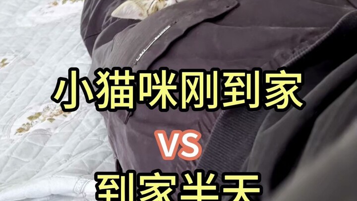 How to Win Over a New Kitten Who Just Moved In—Live Tutorial!