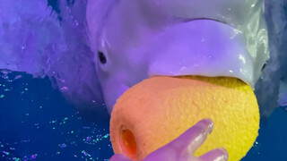 Xiao Hei is angry again