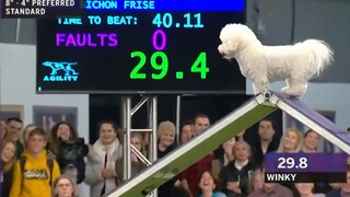 Winky là chú chó bình tĩnh nhất trong Westminster Kennel Club Dog 2019