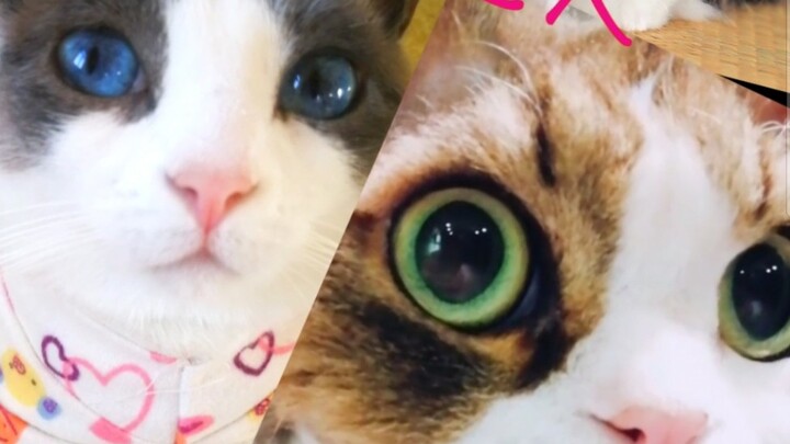 养猫真的会上瘾欧！