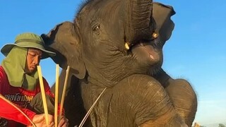 The baby elephant looks very happy with its ears and nose wiggling.