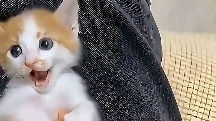 Adorable Kittens ❤🥰 #cats #cat #funny #cute #pets #shorts