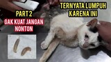 Kucing Jalanan Menangis Merintih Karena Sakit Tidak Bisa Bangun Part 2 Ini Kata Dokter.!