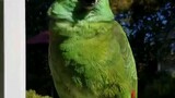 Parrot so smart and lovely