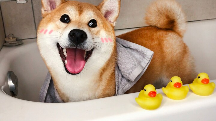 The Shiba Inu takes its first-ever bath at home—it’s like a completely different dog now! Its looks 