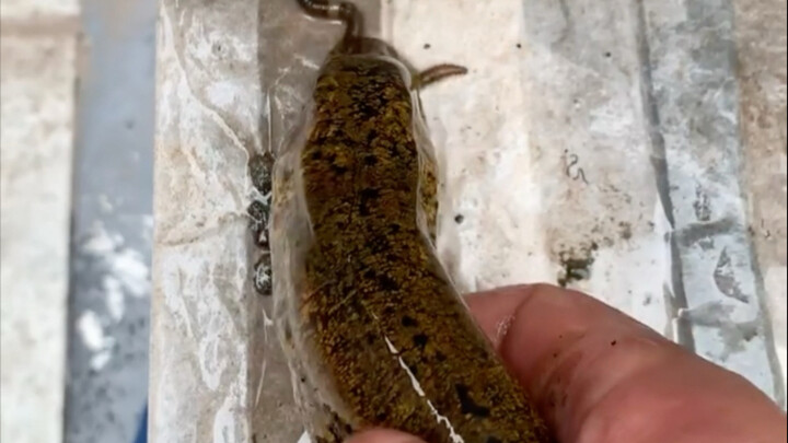 Check out the little pet I raised with my own hands