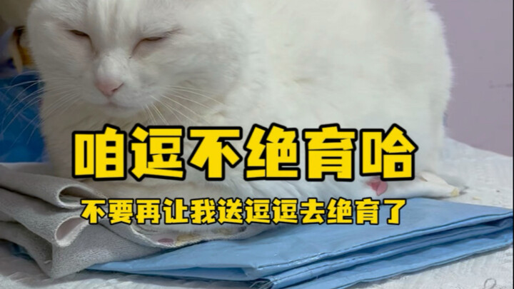 经常有人建议我送逗逗去绝育 虽然很多时候知道大家是出于好心 但是养宠这个事 各有各的养法吧 #白猫 #绝育 #我和我的猫