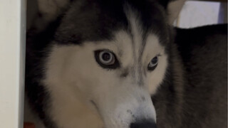 Aku kira dia sedang bermain dengan kucing di kamar, aku mau merekamnya, begitu aku mengangkat kakiku