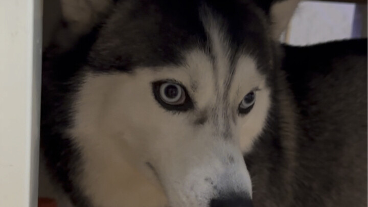 Tôi cứ tưởng nó đang chơi với mèo trong phòng, định quay lại, vừa mới giơ chân lên là tôi biết ngay 