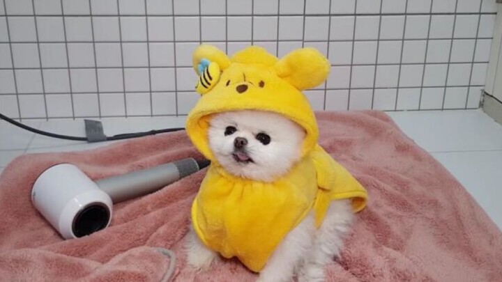 Have you ever seen a Pomeranian that主动 asks to take a bath?