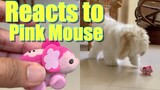 Cute Shih Tzu Dog Reacts to The Pink Mouse | Funny Dog Video