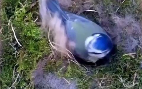 Bird: Thanks to the kind person! Time to start building my nest!