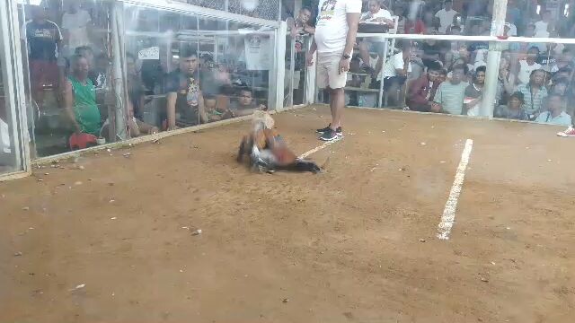 Bulik wins