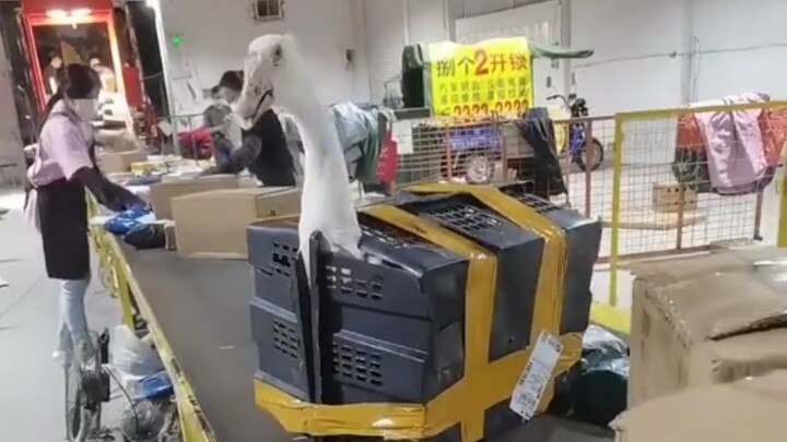 Rèn luyện cật lực với lối chơi khó hiểu... liệu vẫn không bằng tuyển thủ có thiên phú? #10