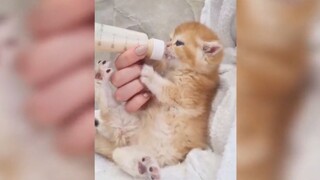 cho mèo con uống sữa đúng cách