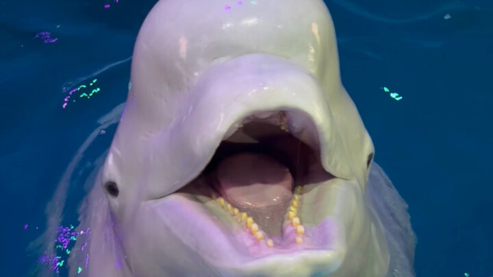 Xiao Hei is so sly—he wants to keep the big fish for himself and give the small fish to Dabai!