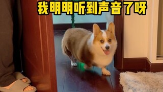 和狗子玩捉迷藏，柯基和哈士奇会有什么反应？