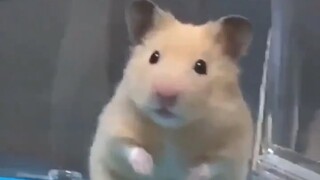 Hamster: Berapa lama saya bisa hidup?