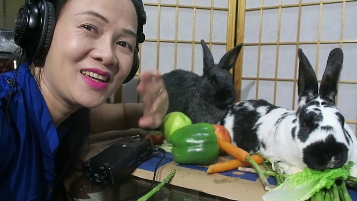 ASMR | Rabbit eating vegetable.carrot.