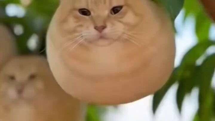 Kucing apa ini?