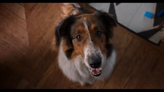 Netflix年度最佳剧情片！烂番茄100%新鲜度，观影前请自备纸巾《义犬救主》