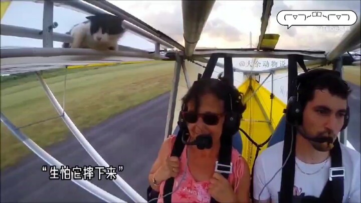 猫咪爬到飞机上乘凉，飞机起飞上天后才发现