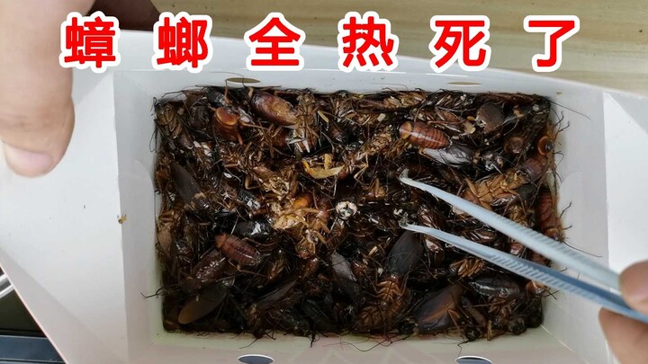 All my cockroaches died from the heat! How should I dispose of these dead cockroaches?
