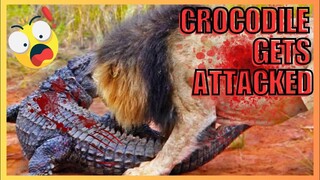 Jaws of Death: Crocodile Attacks gone wrong, 12 animals who fight back #crocodile #attack #escape