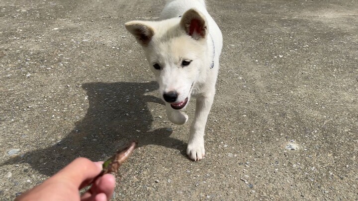 How a Cunning Grasshopper Escaped Death