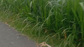 ভাই ভিডিও