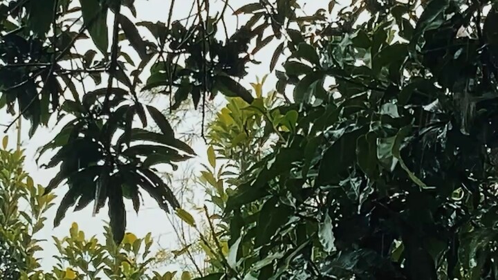 ভিডিও ভাইরাল বৃষ্টি ☔️