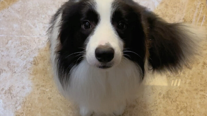 Challenge: Don’t Pet the Dog on the Way Home | You Can Tell She’s Heartbroken Just From Her Eyes～