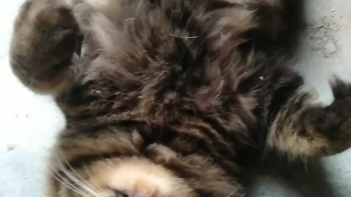 relaxing cat