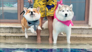 كورجي يسبح مقابل هاسكي يسبح