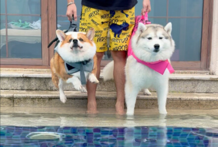 คอร์กี้ว่ายน้ำ VS ฮัสกี้ว่ายน้ำ