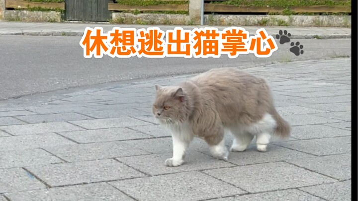 I’m going crazy from my cat! How can a cat be like this? Can you just give me some personal space…?