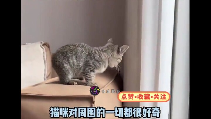 Anak kucing kecil pengembara tak pernah menyangka, ia pun bisa memiliki sarangnya sendiri