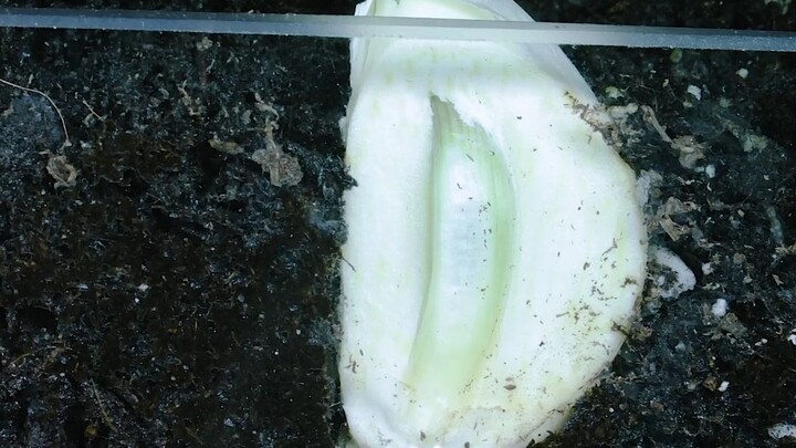 [Chụp time-lapse] Tỏi